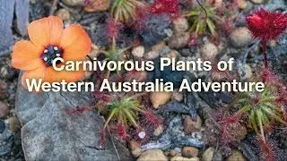 Carnivorous Plants around Darwin - The Beginning of an Adventure