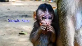 Poor Baby !! Sad to see purple face Tobias Monkey That Mom Hit not to get milk when She Hungry food