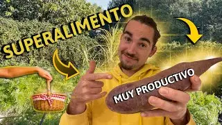 🍠Boniato / Batata: Cómo Cultivarlo👉 Paso a Paso🌱