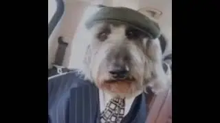 Dog by daylight