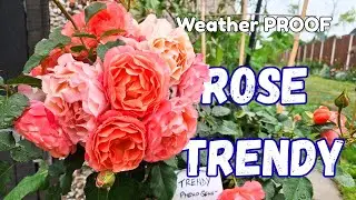 Роза-драгоценность, которая превзойдет ваши любимые (обзор Pheno Geno Trendy) \\The Rose Enthusiast