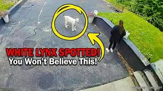 Camera Catches a Rare Albino Bobcat &mdash; What Happens Next Is Unbelievable