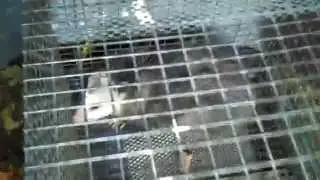 No bait.....   no problem
