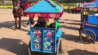独特&ldquo;羊车&rdquo;花海揽客乐游人