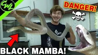 THE BLACK MAMBA FINALLY SHED!!!