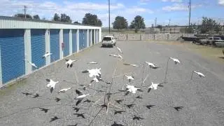24 bird Flyright Machine using Feather Flyer decoys