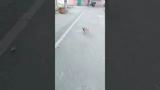 dog video#shorts #trending #ytshorts #cutedog