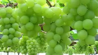 ابو عبد الفتاح طاح العنب طاح غناء سميرة توفيق من الحان جميل العاص