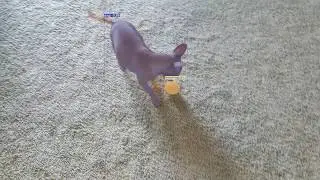 Tracking my Dog with Yolact++ Real Time Instance Segmentation