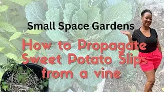 How to Grow Sweet Potato slips #sweetpotatogrowing #propagation #containergardening #garden #plants