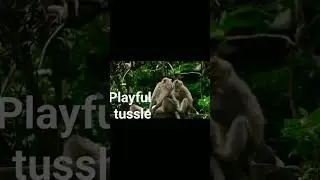 Primate SHOWDOWN: Branch Battles 🌿 #NatureMoments 🐒 #WildlifeEncounters #bali 🐵💥