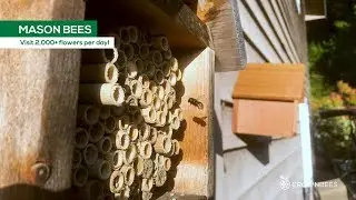 Mason Bees Pollinate More Than 2000 Flowers Each Day!
