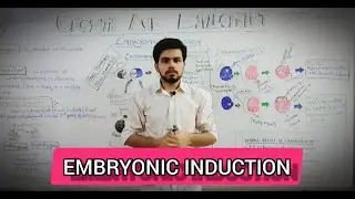 Mechanism of EMBRYONIC INDUCTION REVEALED | Growth and Development BY : DR. Muhammad Areez Ali