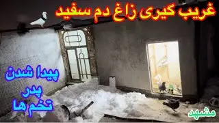 غریب گیری زاغ دم سفید در شب!مشخص شدن نفر سوم و ماجرای تخم گذاری دو تا ماده سبز!قبل رفتن تور داش محسن