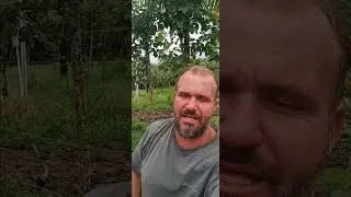 a dead snake ....colubridae