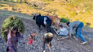 Nepali Traditional Village Life || Traditional cultivation and agriculture practices....