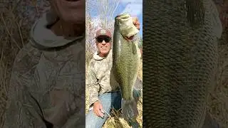 BIG HOG BASS!!! #shorts #BASS FISHING