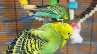 Video for cats to watch | Jolly budgie sounds for pets | Play this video on loop while away