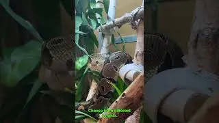 Every reptile has different needs. 💚