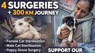 4 Surgeries &bull; 300 KM Journey &bull; One Mission &ndash; Save Lives 🐾💚 
