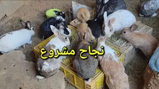 سر تربية الارانب | اهم 5 معلومات ل نجاح تربية الارانب في المنزل