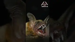 What triggers bats to come out?