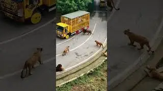 #lionsafari #lion safari in tirupati #zoo park #best #trending #love