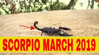 Scorpio March 2019 Horoscope - About Love And Relationships