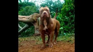 Bandog *El Perro Prohibido* (Historia y Características)