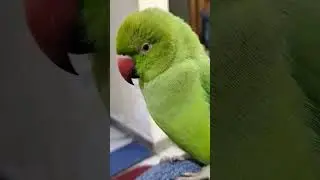 Natural Parrot Sound | Viral Short🦜🌿#ParrotSound#NaturalParrot#ParrotTalking#Cute#Birds#Shorts#Viral