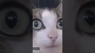 😼 Die Gadse sieht dich #shortvideo #shortsvideo #deutsch #cat #katze #german #catlover #katzenliebe