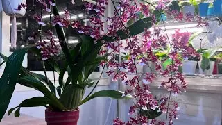 文心兰爆花最主要因素和花期怎样养护