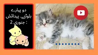Cute, little kittens - adorable | We love cats and kittens | Fact Dropper