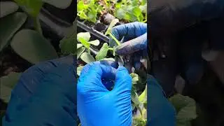 How to Graft Seedlings for Maximum Yield! 🌿✂️