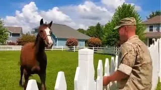 🥰 🐎 Can You Fathom the Intense Emotions of Horse When Dad's Long - awaited Homecoming Arrives?#horse