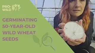 Germinating 50-year-old wild wheat seeds