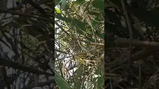 Penampakan Sisik Ular Nyangkut Di Ranting