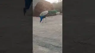mor wali video short #shorts #virlvideo #trendingvideo