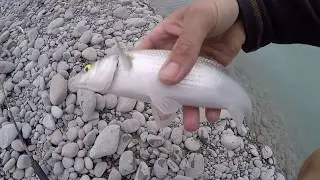 HOW TO CATCH YELLOW EYE MULLET ON A SABIKI RIG