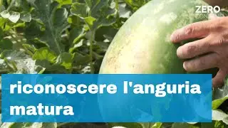 Anguria Matura, come riconoscerla