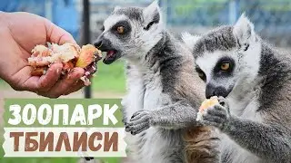 ЗООПАРК в Тбилиси / Tbilisi Zoo