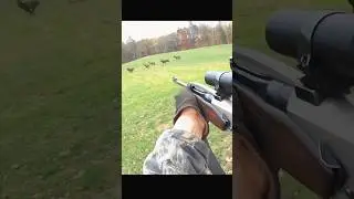 Hunting a herd of red deer #hunting #deer#moose#chasse