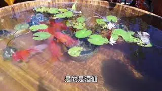金鱼展讲解金鱼的传奇，这都是国粹老外懂不了，真为中华民族自豪