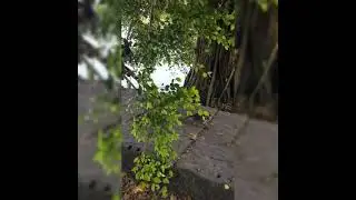 The monkey so happy on the tree at Angkor Wat temple 🌴🎄🐒🐵