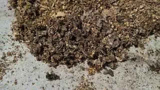 How to deal with small hive beetle larvae.