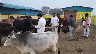 # new #Video #viral# animals #cow#socialwark #viralvideos #longvideo #cow #kindness #viral#. ..🐄🐄🐄