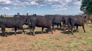 59 NSM HEIFERS ACC HILL