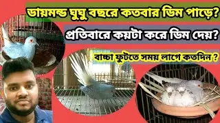 Diamond dove farming business idea | how to breed diamond dove 