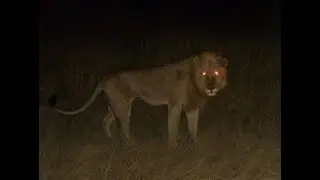 Top 10 ANIMALS WITH GLOWING EYES AT NIGHT