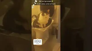 Cold Outside. Decision Inside. ❄️🚽 | Lellie vs Winter Logic #cat #cats #catshorts